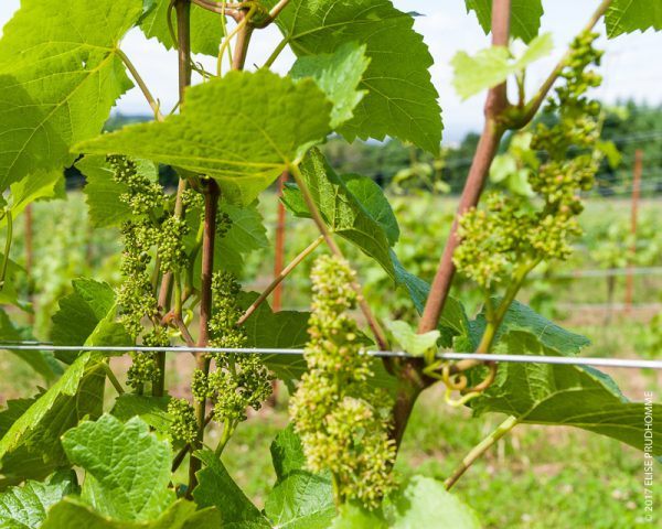 Inflorescence, or bloom, on Pinot Noir vines at Three Feathers E Blooming inflorescence on Pinot Noir vines at Three Feathers E