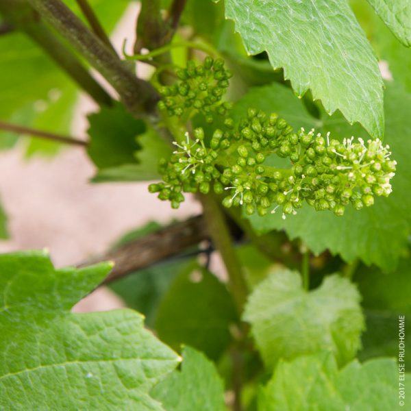 Inflorescence, or bloom, on Pinot Noir vines at Three Feathers E Inflorescence, or bloom, on Pinot Noir vines at Three Feathers E