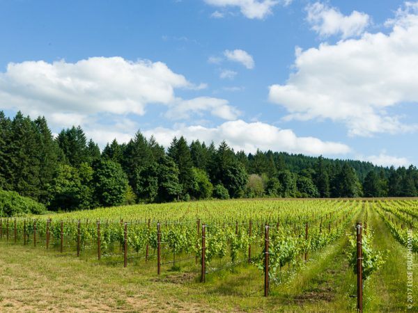 Overview of vine rows on Three Feathers Vineyard. Overview of vine rows on Three Feathers Vineyard.