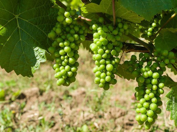 Pea-size Pinot Noir grape clusters on Three Feathers Estate & Vi Pea-size Pinot Noir grape clusters on Three Feathers Estate & Vi