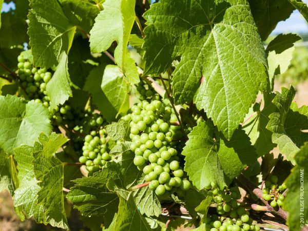 Pea-size Pinot Noir grape clusters on Three Feathers Estate & Vineyard Pea-size Pinot Noir grape clusters on Three Feathers Estate & Vineyard