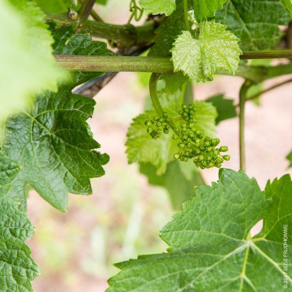 Pre-bloom on Pinot Noir vines at Three Feathers Estate & Vineyar Pre-bloom on Pinot Noir vines at Three Feathers Estate & Vineyar