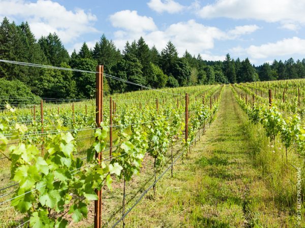 Vines as far as the eye can see at Three Feathers Estate & Viney Vines as far as the eye can see at Three Feathers Estate & Viney