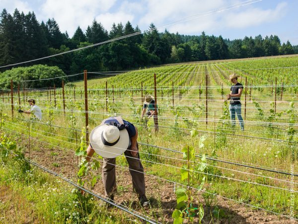 Vineyard team tying up Pinot Gris plants to promote strength on Vineyard team tying up Pinot Gris plants to promote strength on