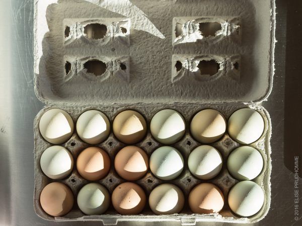 One dozen handpicked farm fresh organic eggs of different colors