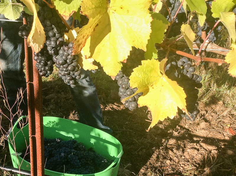 Pinot noir grapes with fall foliage at Three Feathers Vineyard in the Willamette Valley of Oregon at harvest time