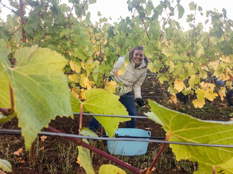 Worker harvesting grapes at Three Feathers Vineyard, Chehalem Mo