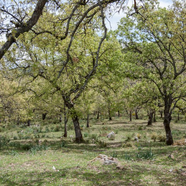 Cork Oak tree grove planted near Ronda, Spain by Elise rudhomme