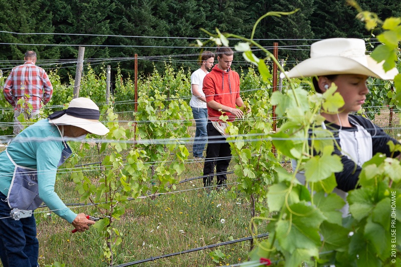 Pruning and training at Three Feathers Estate & Vineyard