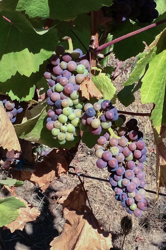 Pinot Noir grapes at commencement of veraison on Three Feathers