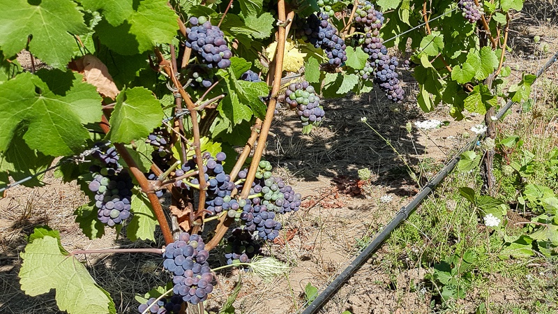 Pinot Noir grapes in middle stage of veraison on Three Feathers