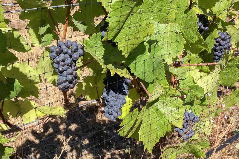 Pinot Noir grapes in middle stage of veraison, under bird nettin
