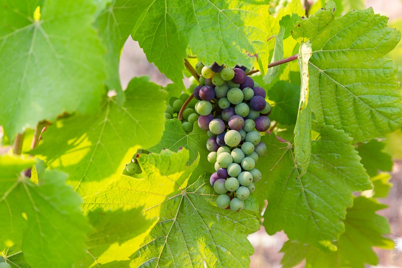 Pinot Noir grapes in the veraison process at Three Feathers Esta