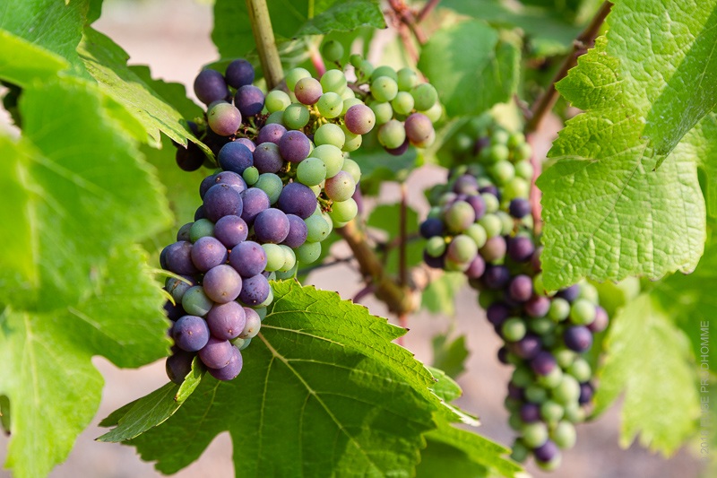 Pinot Noir grapes in the veraison process during which grapes begin to ripen growing in size, weight and sugar content, Three Feathers Estate, Chehalem Mountain AVA, Willamette Valley, Oregon.
