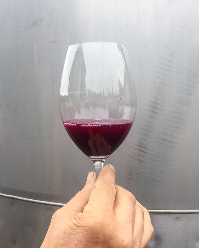 Glimpse of our just harvested 2018 Three Feathers Pinot Noir.