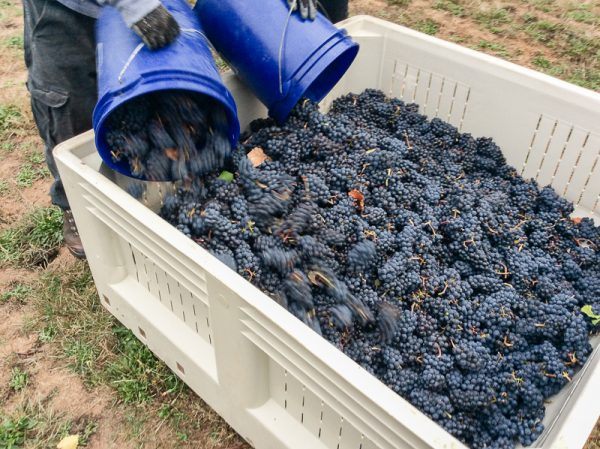 2018 Harvest Day; picking Pinot Noir grapes on Three Feathers Estate & Vineyard, Willamette Valley, Oregon.