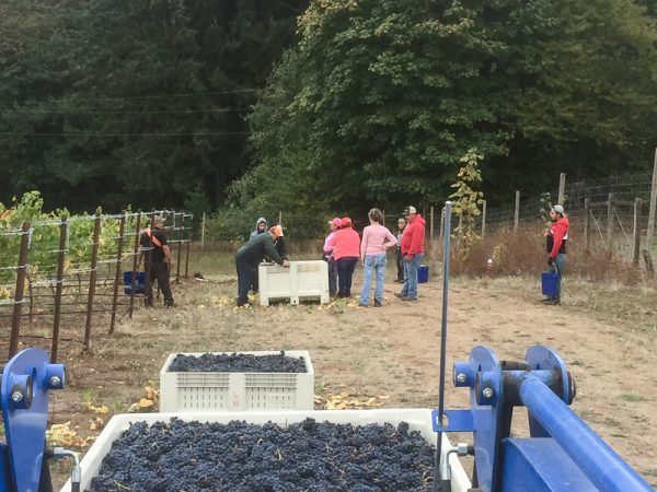 Professional grape picking team gathers during harvest day at Three Feathers Estate & Vineyard, Willamette Valley, Oregon.