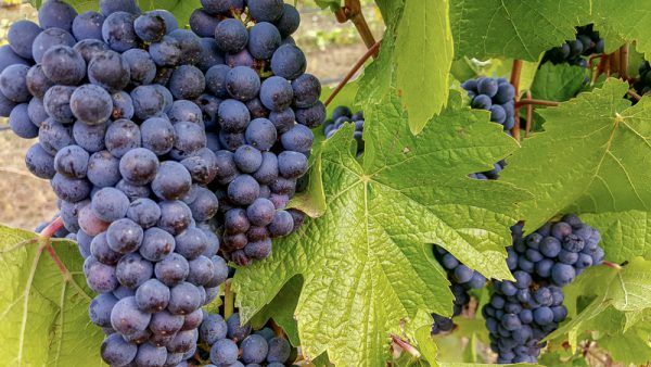 Ripe Pinot Noir grapes on harvest day at Three Feathers Estate & Vineyard, Willamette Valley AVA, Chehalem Mountain, Oregon.