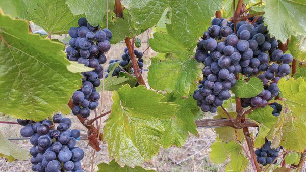 Ripe pinot Noir grapes on harvest day at Three Feathers Estate & Vineyard, Willamette Valley AVA, Chehalem Mountain, Oregon.