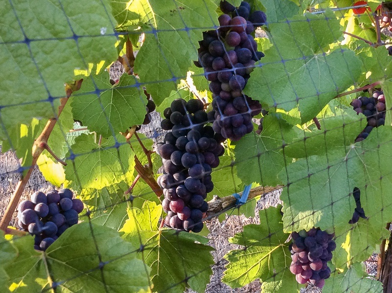 Ripening Pinot Noir grapes on the vine, Precoce clone