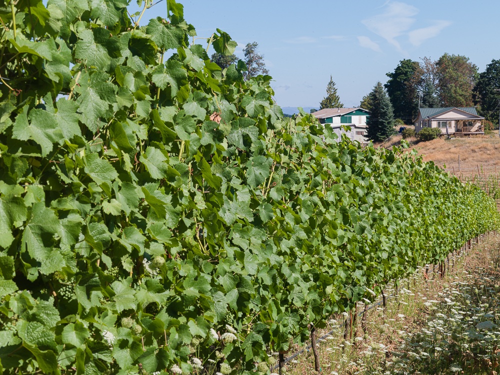 Three Feathers Estate and Vineyard, trimmed and Pinot Noir grapes