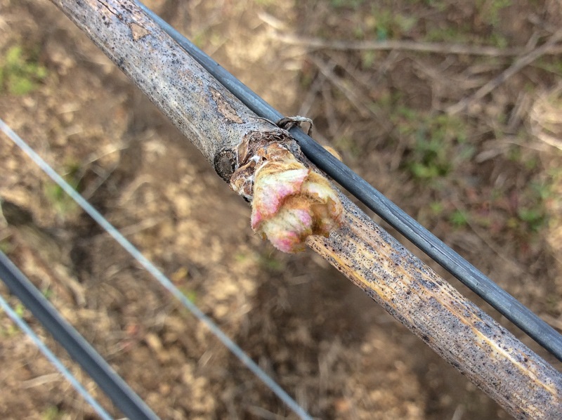 Buds on vines in Three Feathers Vineyard during growing season 2019.