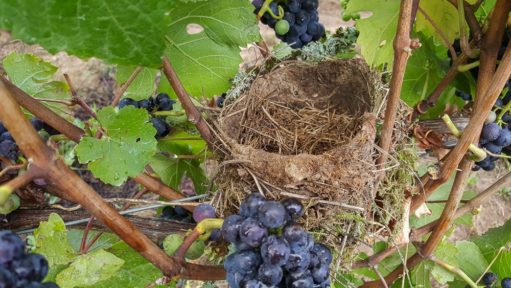 Birds nest during harvest time at Three Feathers Estate.  Harvesting our 2019 grapes, Pinot Noir and Pinot Gris.