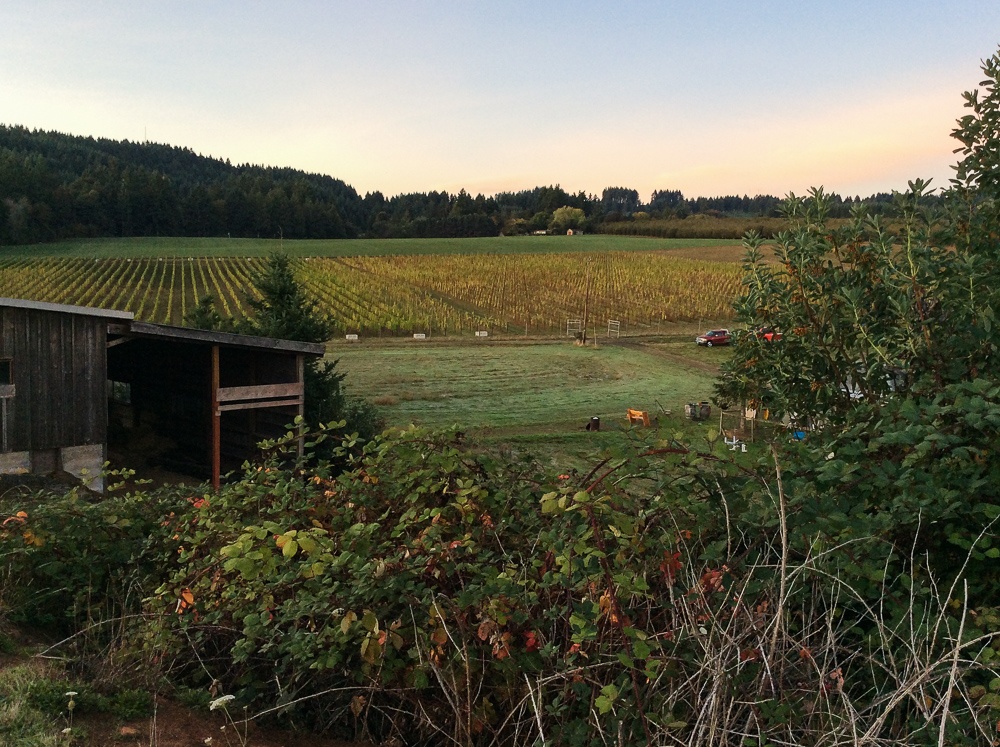 Early harvest mornings at Three Feathers Estate & Vineyard.