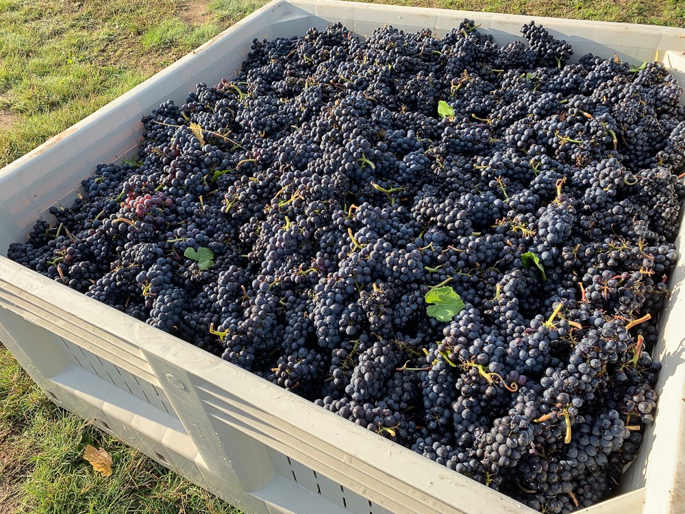 Harvesting 2019 Pinot Noir clone at Three Feathers Estate