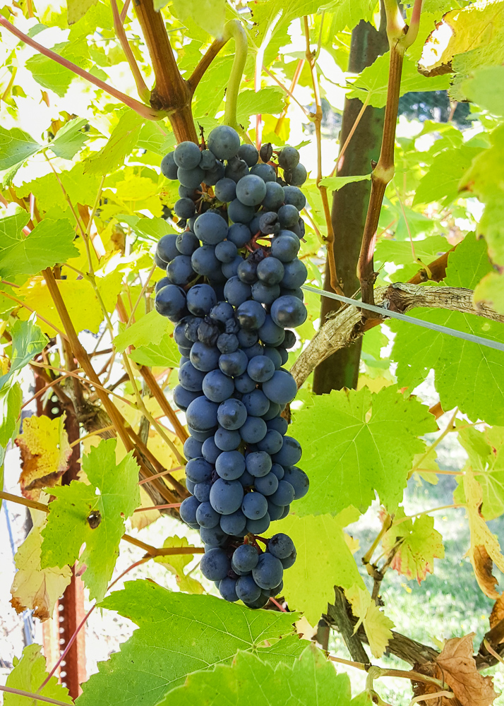 Pinot Noir table grapes ripening at Three Feathers