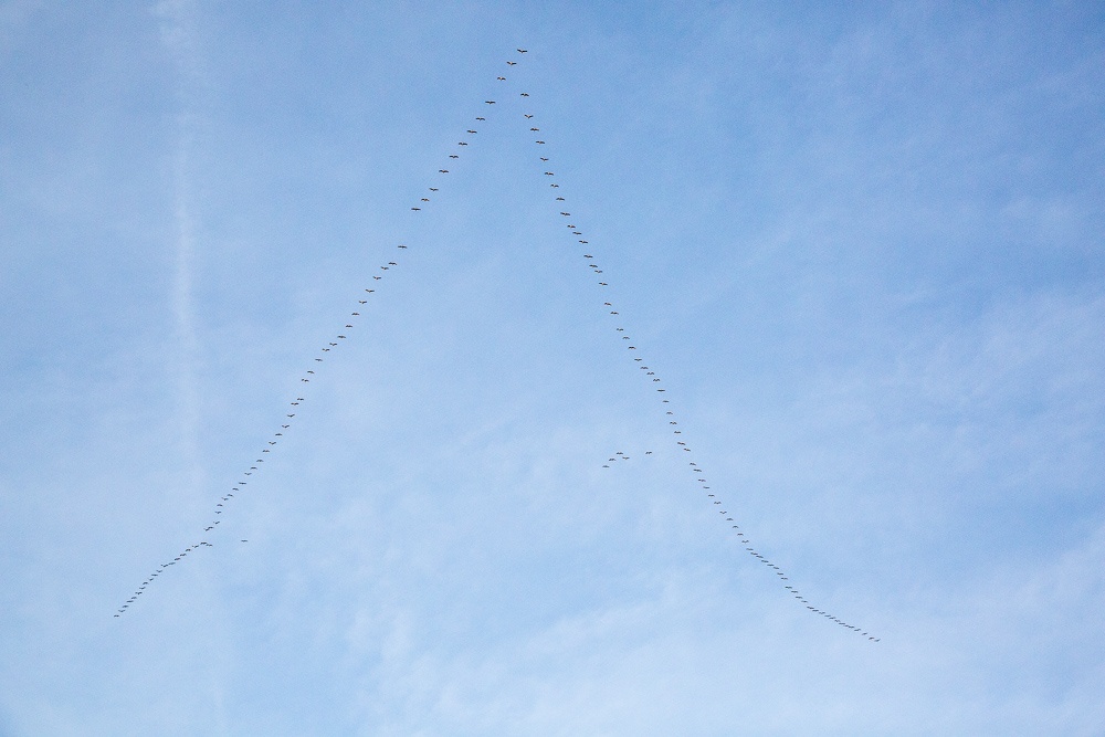 Large flock of grey herons flying in V formation over the town of Saint Emilion, Bordeaux region, Gironde, France.