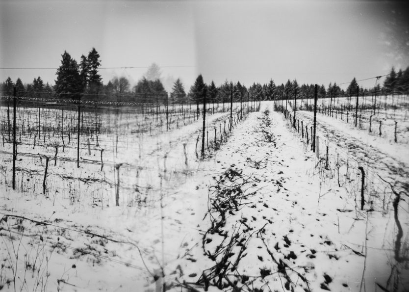 Snow covered ground after pruning at Three Feathers 2019