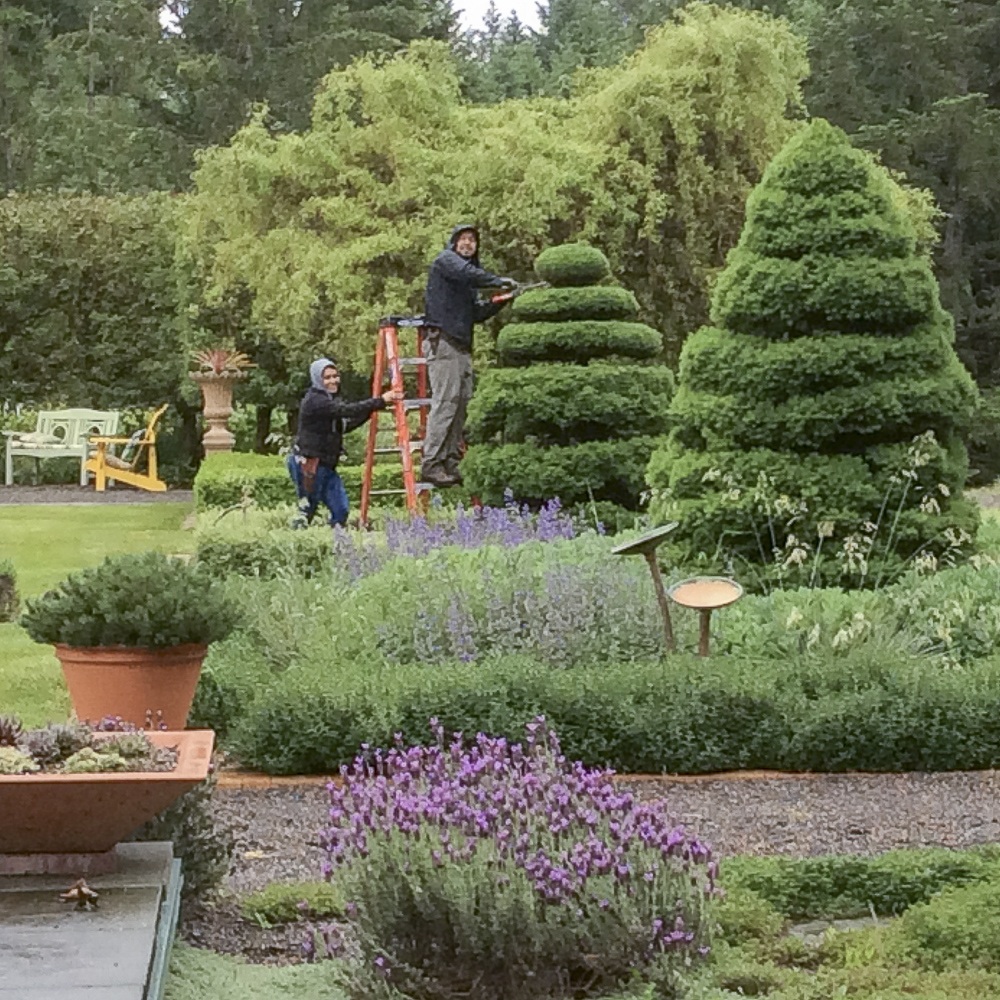 Three Feathers topiary trees getting a haircut