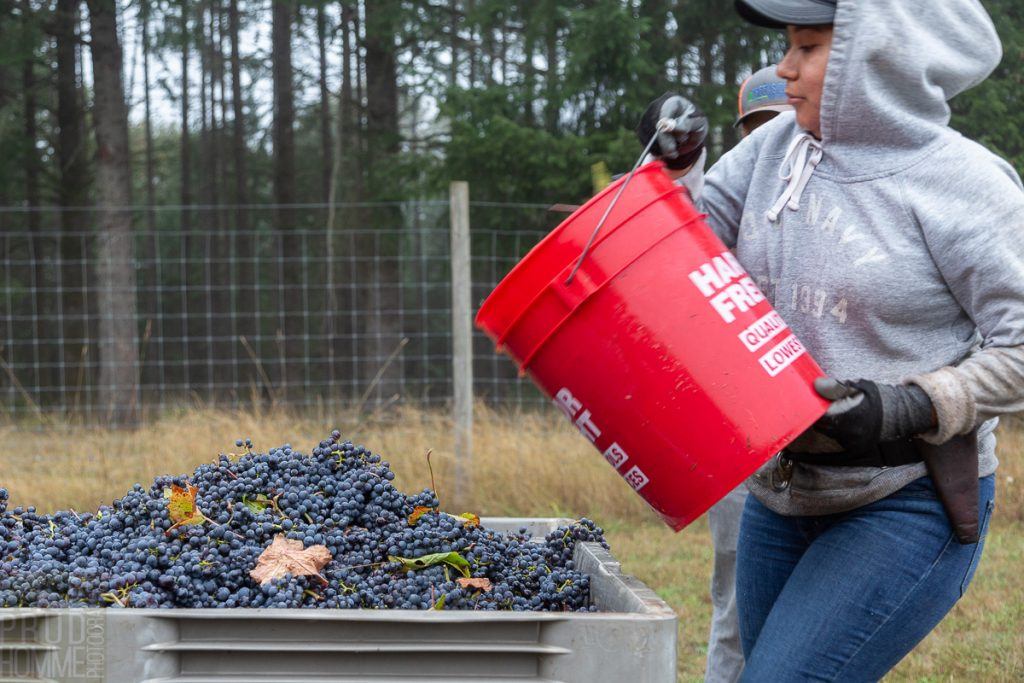 Three Feathers harvest 2020