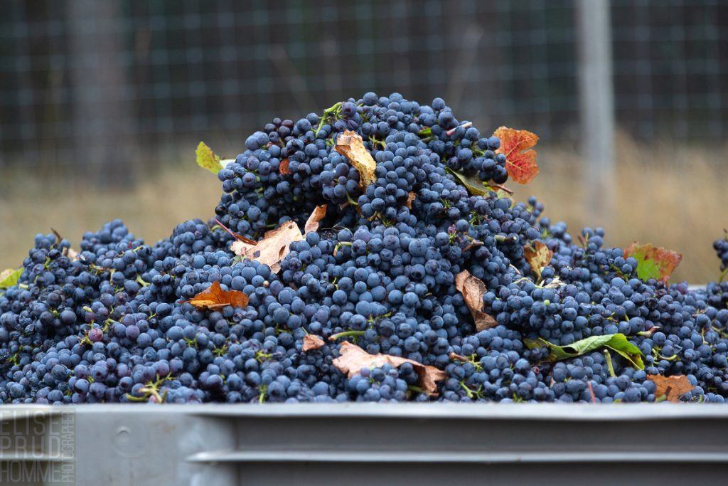 Three Feathers harvest 2020