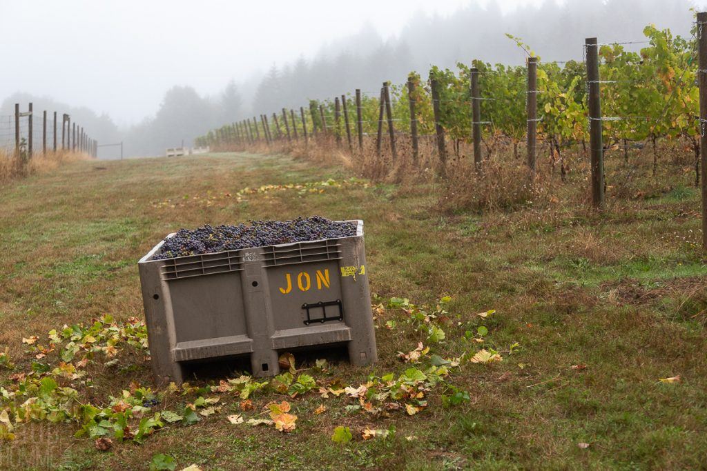 Three Feathers harvest 2020