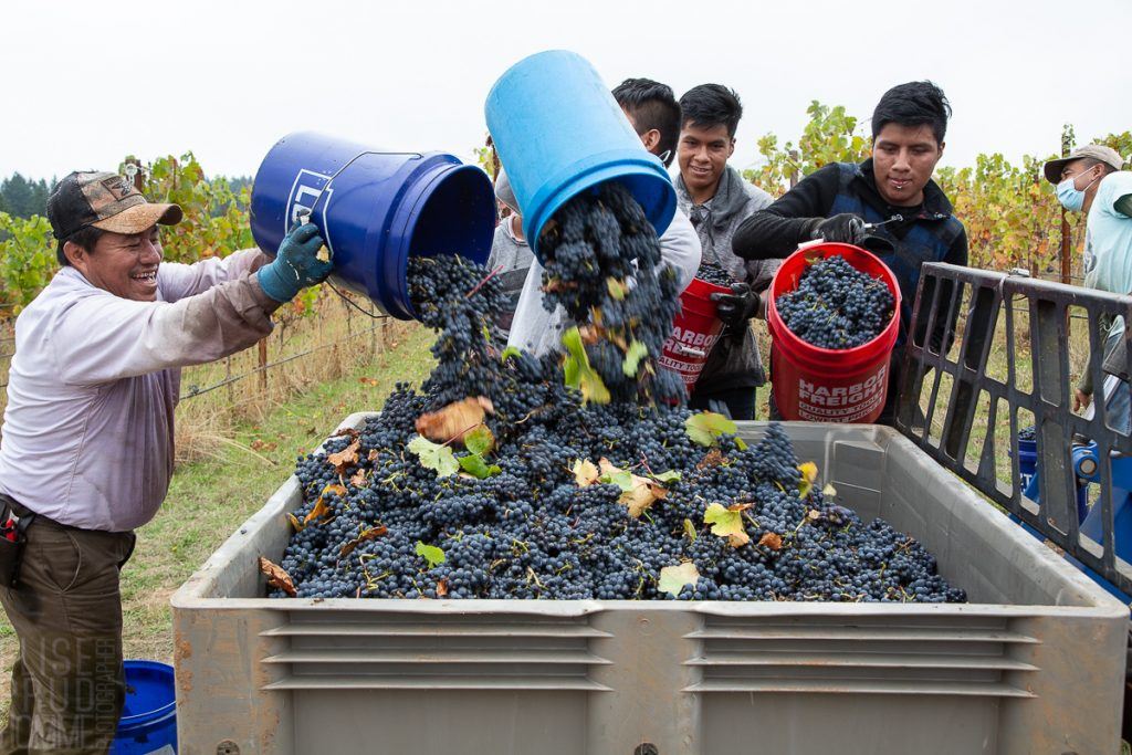 Three Feathers harvest 2020