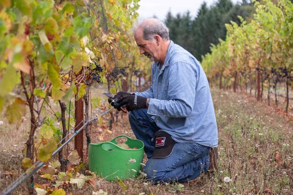 Harvest helper Chris Hunt working in the Précoce.