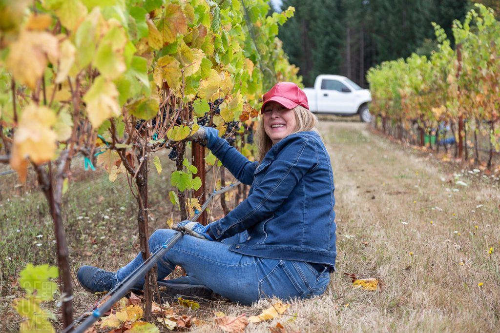 Friends gathered at Torio Vineyard to harvest the Pinot Noir Pre