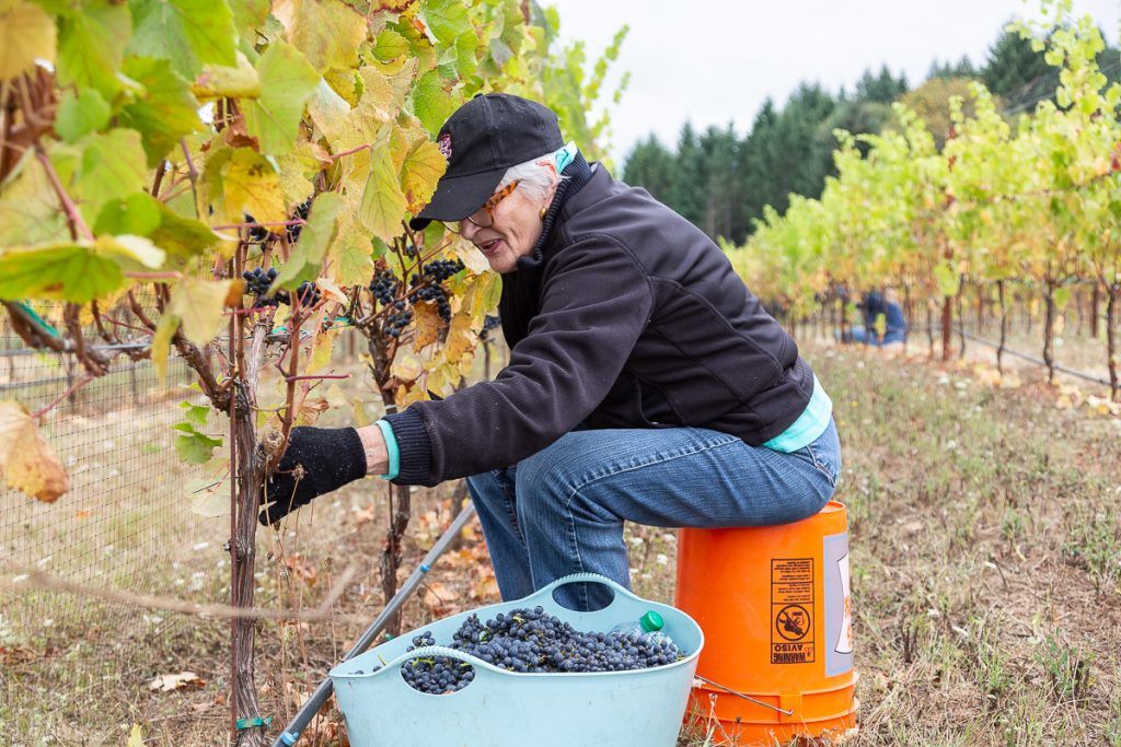 Friends gathered at Torio Vineyard to harvest the Pinot Noir Pre