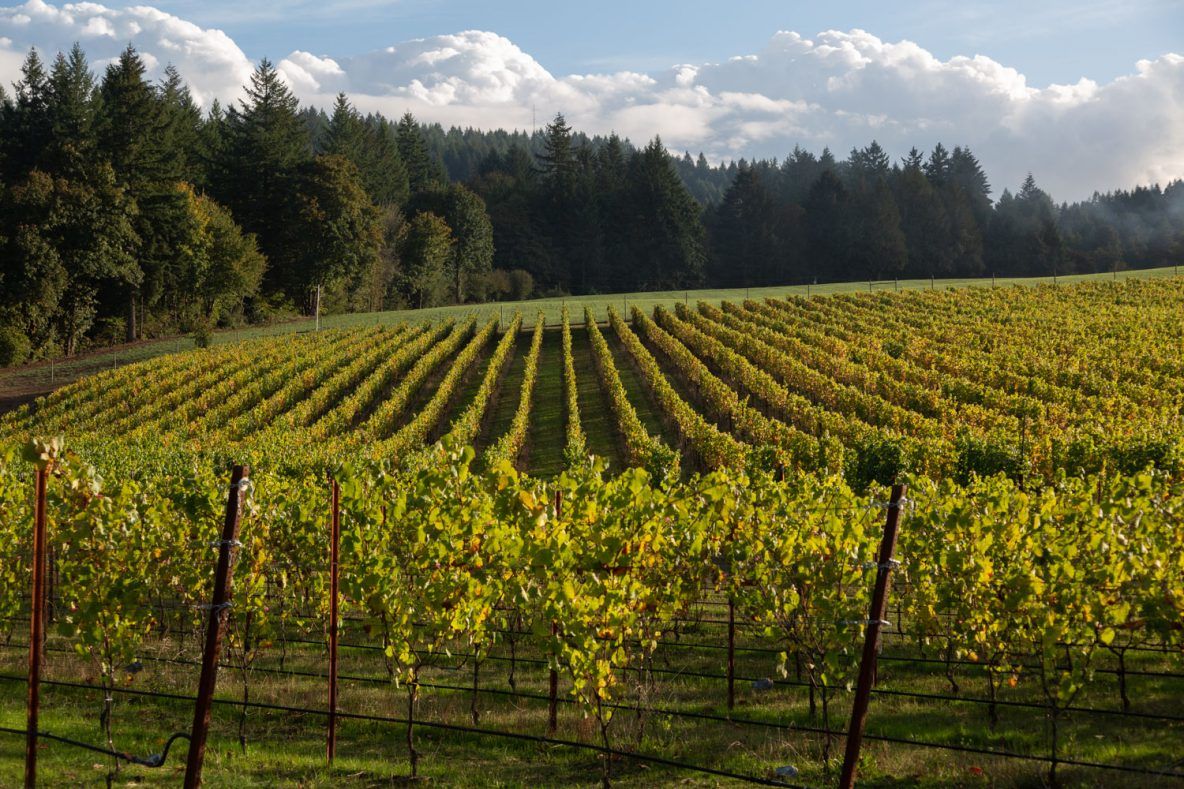 Beautiful overview of Block 1 at Three Feathers Vineyard during Harvest 2020