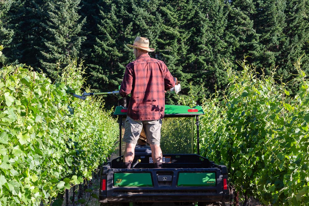 François Prudhomme practising canopy management with a hedge trimmer and Gator.