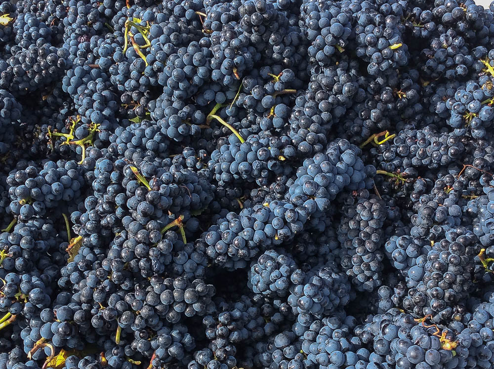 Harvested 667 and 115 Pinot Noir grapes from Three Feathers Estate 2021
