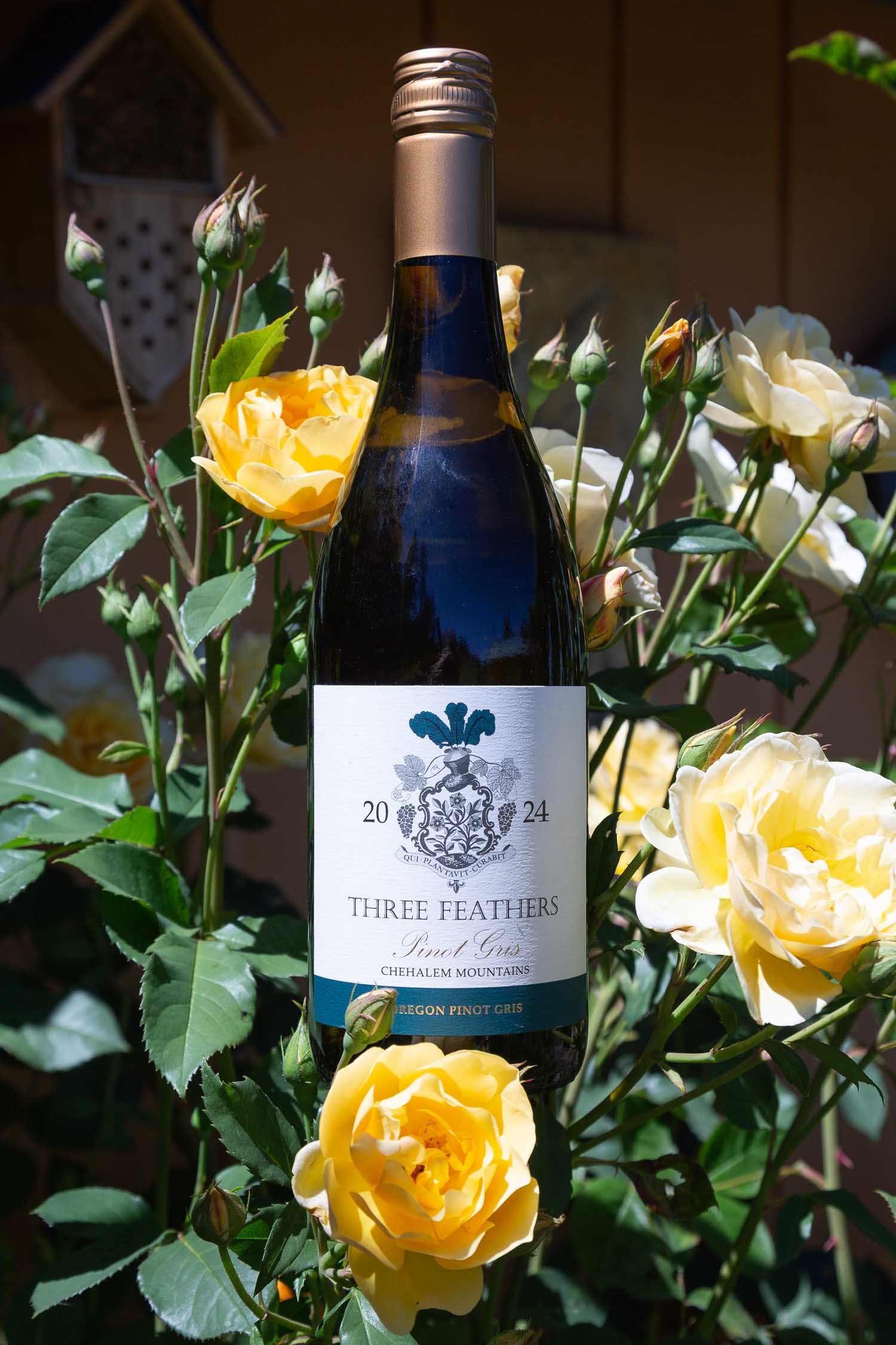 Three Feathers 2024 Pinot Gris bottle