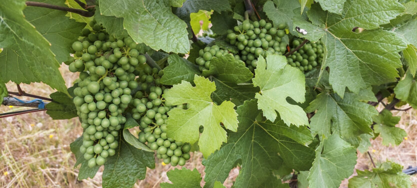 Grape clusters before veraison in Torio Vineyard during our 2022 growing season.