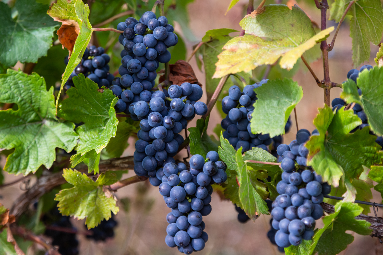 Pinot Noir Précoce varietal at Three Feathers Estate just befor