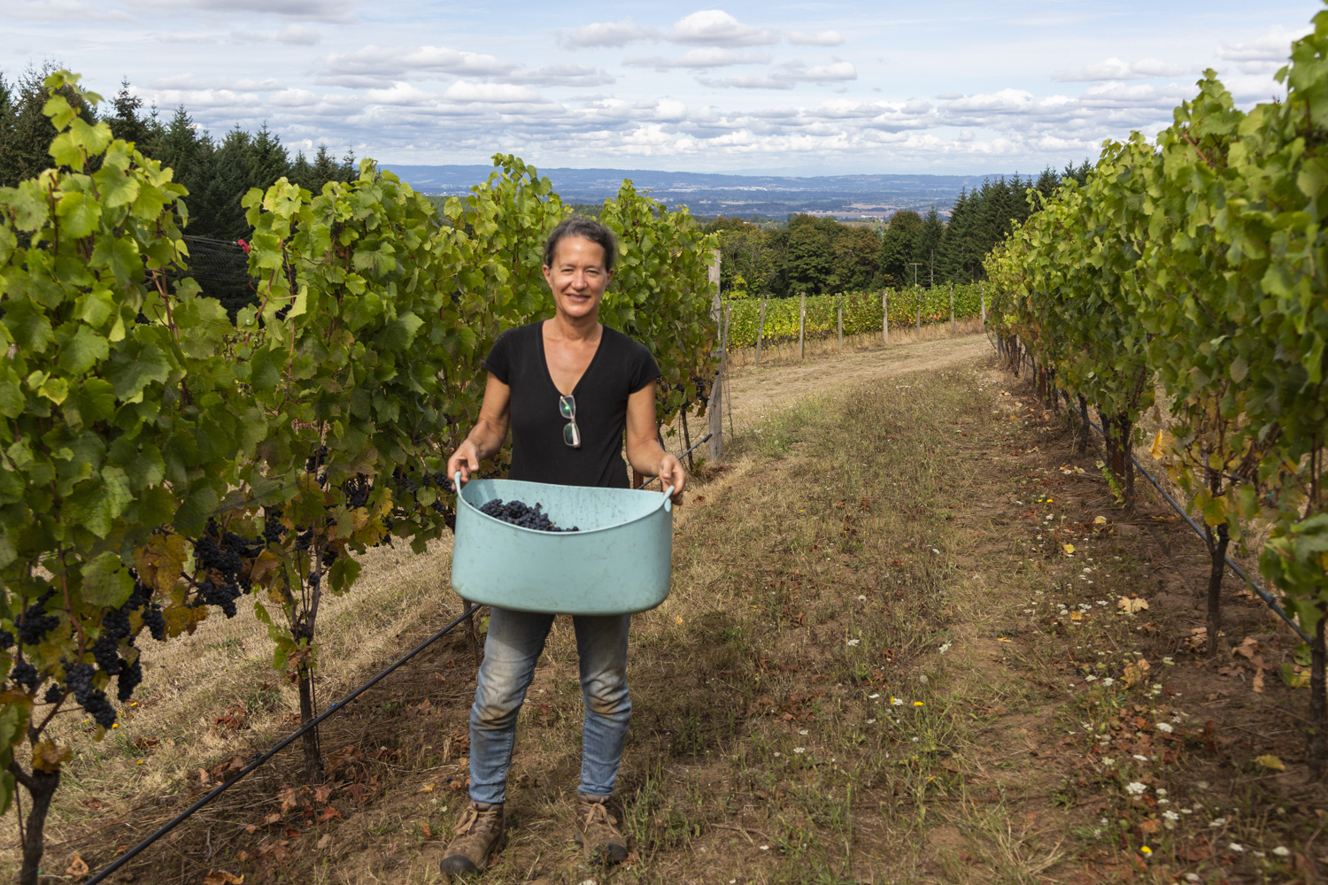 Elise Prudhomme harvesting Pinot Noir Précoce at Torio Vineyard