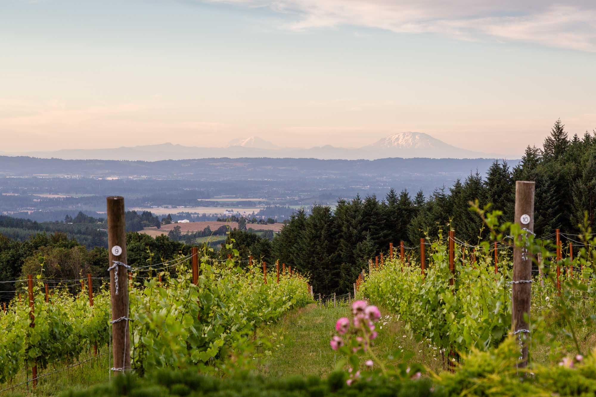 Early morning looking out over Torio Vineyard and Mount Saint He