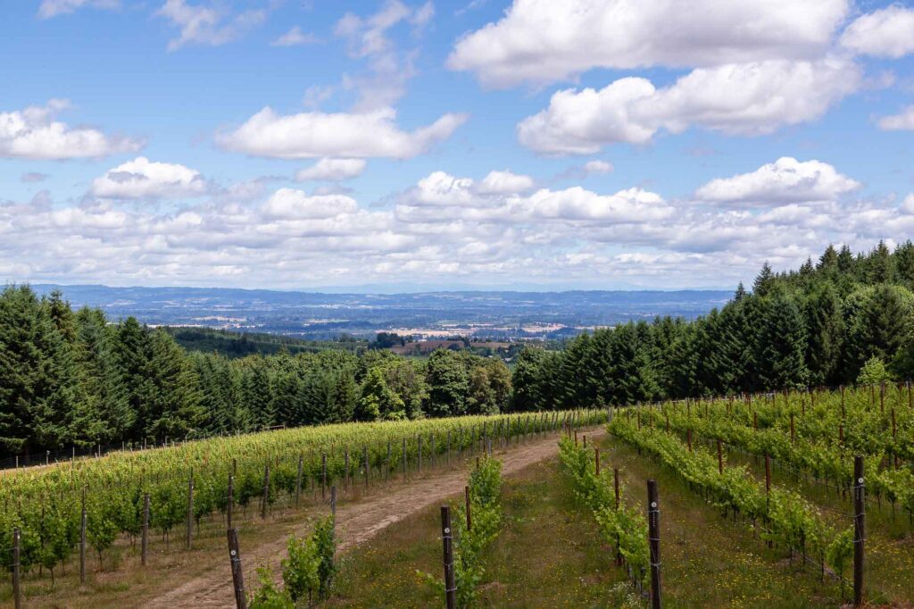Three Feathers 2020 Madeleine Oregon Pinot Noir.

Overview of Precoce Block - Torio Vineyard with Hillsboro in the distance.