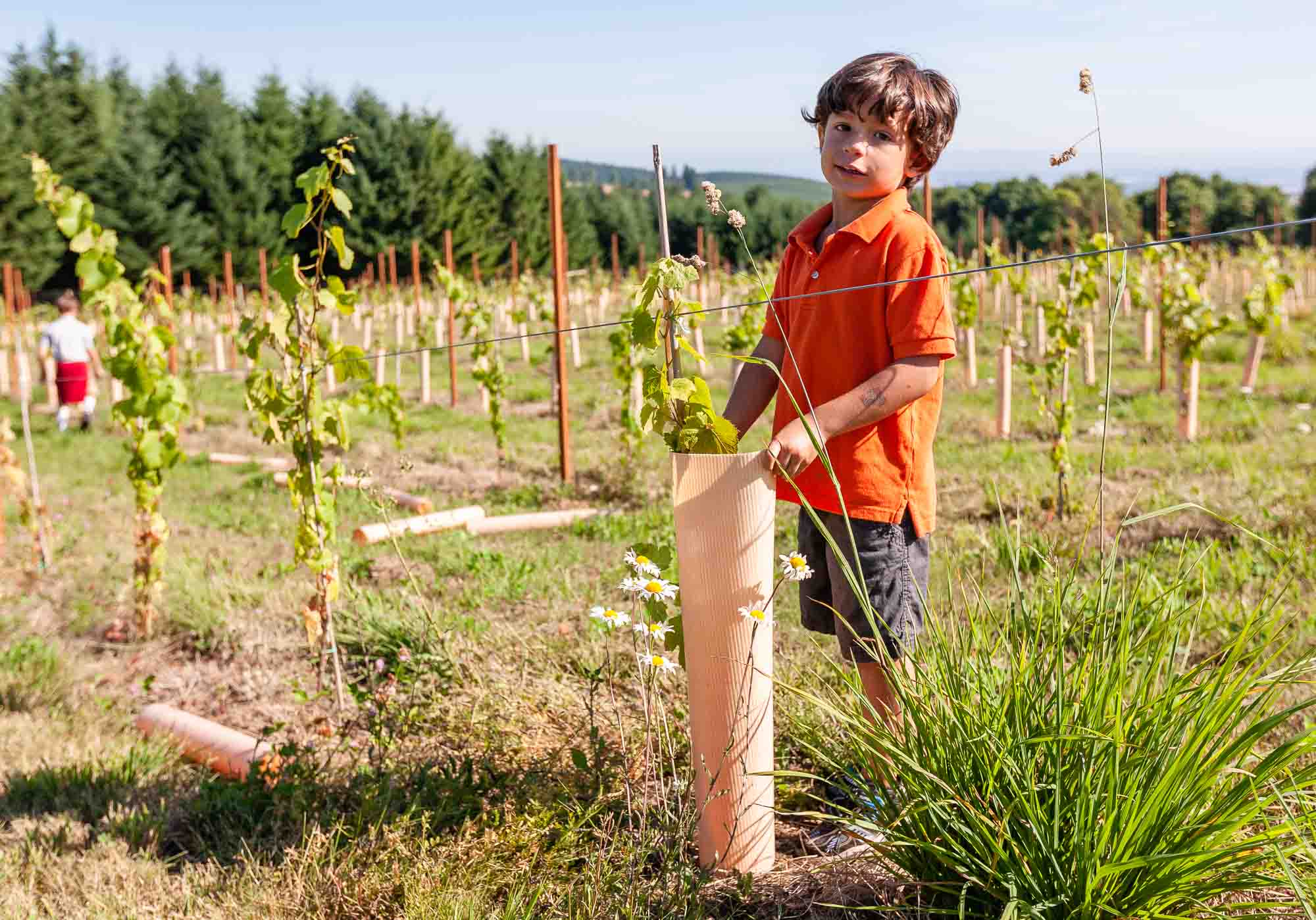 Torio, after which Torio Vineyard was named, removing grow tubes